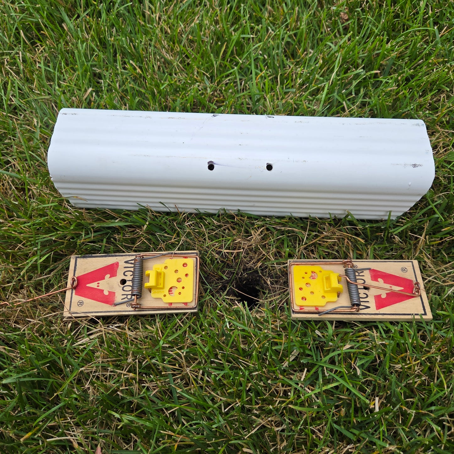 Vole Trapping Kit