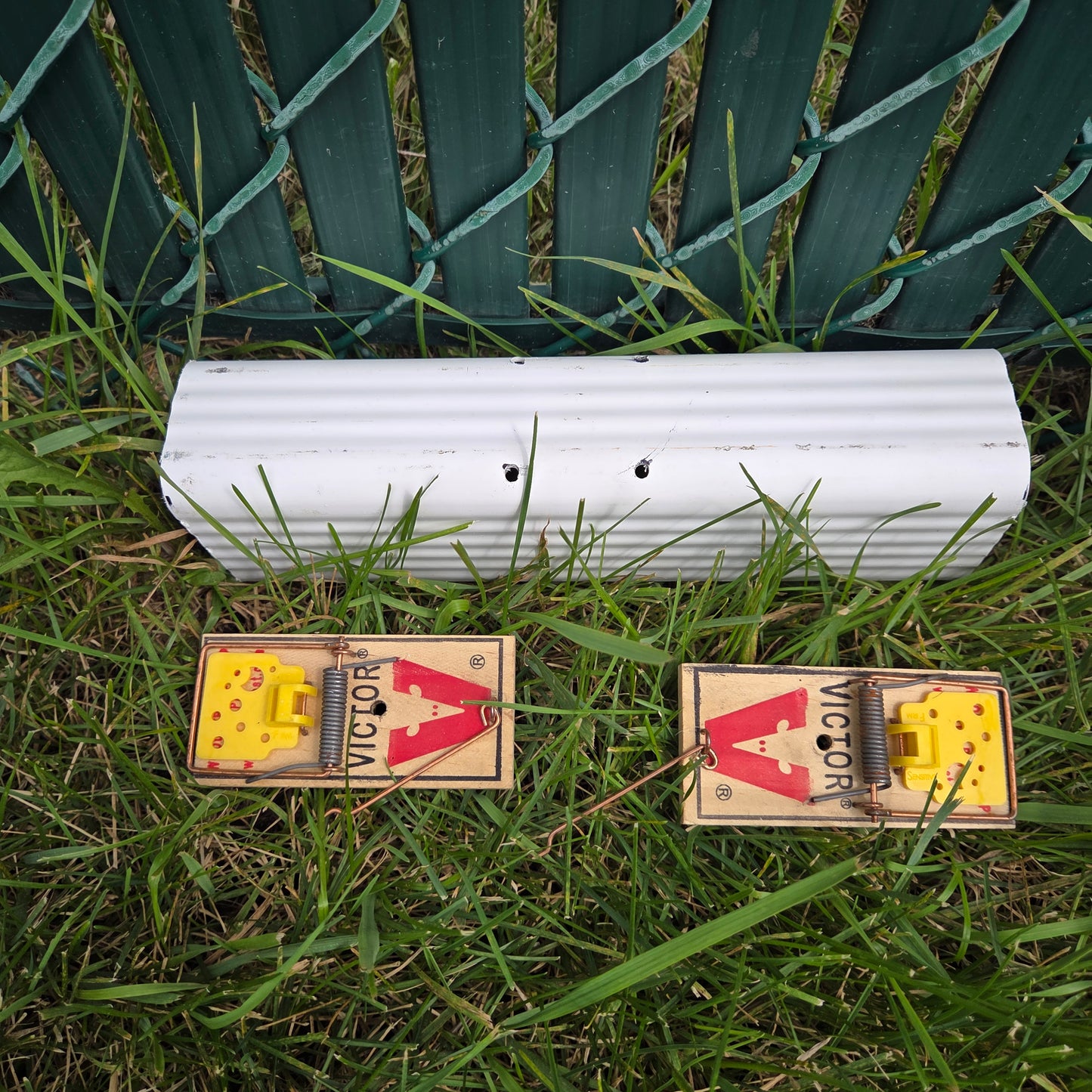 Vole Trapping Kit