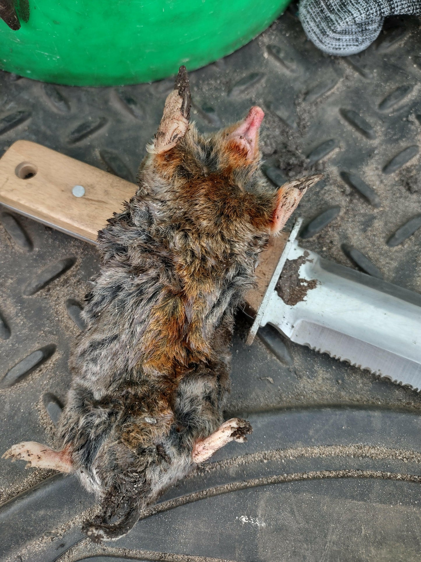 MoleSlayer Homeowner Mole Trapping Bundle (5 Traps)